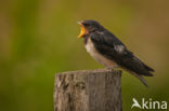 Barn Swallow (Hirundo rustica)