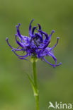 round-headed rampion (Phyteuma orbiculare)