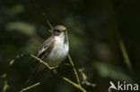 Bonte Vliegenvanger (Ficedula hypoleuca)