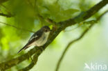 Bonte Vliegenvanger (Ficedula hypoleuca)