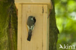 Bonte Vliegenvanger (Ficedula hypoleuca)