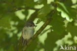 Bonte Vliegenvanger (Ficedula hypoleuca)