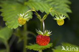 Bosaardbei (Fragaria vesca)