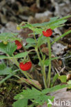 Bosaardbei (Fragaria vesca)