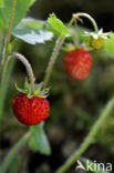 Bosaardbei (Fragaria vesca)