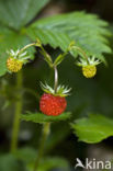 Bosaardbei (Fragaria vesca)