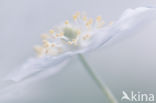 Bosanemoon (Anemone nemorosa)