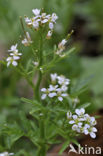 Bosveldkers (Cardamine flexuosa)