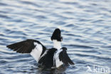 Common Goldeneye (Bucephala clangula)