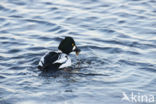 Common Goldeneye (Bucephala clangula)