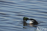 Common Goldeneye (Bucephala clangula)