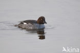 Common Goldeneye (Bucephala clangula)