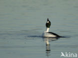 Common Goldeneye (Bucephala clangula)