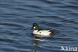 Common Goldeneye (Bucephala clangula)