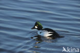 Common Goldeneye (Bucephala clangula)