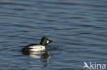 Common Goldeneye (Bucephala clangula)