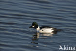 Common Goldeneye (Bucephala clangula)