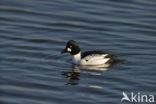 Common Goldeneye (Bucephala clangula)