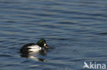 Common Goldeneye (Bucephala clangula)