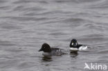 Common Goldeneye (Bucephala clangula)