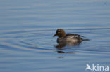 Common Goldeneye (Bucephala clangula)
