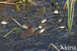 Common Frog (Rana temporaria)