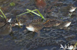 Bruine kikker (Rana temporaria)