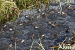 Common Frog (Rana temporaria)