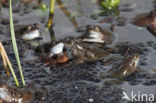 Common Frog (Rana temporaria)