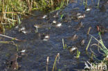 Common Frog (Rana temporaria)