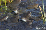 Common Frog (Rana temporaria)