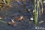 Common Frog (Rana temporaria)