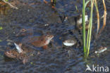 Bruine kikker (Rana temporaria)