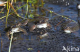 Common Frog (Rana temporaria)