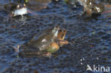 Common Frog (Rana temporaria)