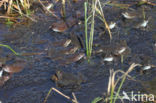 Common Frog (Rana temporaria)