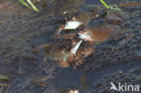 Common Frog (Rana temporaria)