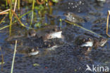 Common Frog (Rana temporaria)