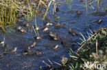 Common Frog (Rana temporaria)