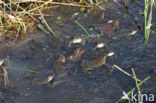 Common Frog (Rana temporaria)