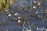 Common Frog (Rana temporaria)