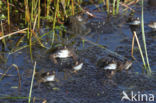 Common Frog (Rana temporaria)