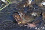 Common Frog (Rana temporaria)