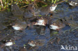 Bruine kikker (Rana temporaria)