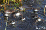 Common Frog (Rana temporaria)