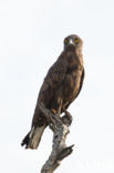 Brown Snake-Eagle (Circaetus cinereus)