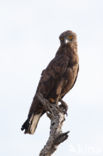 Bruine Slangenarend (Circaetus cinereus)