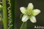 Cretan bryony (Bryonia cretica)