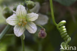 Cretan bryony (Bryonia cretica)