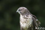 Common Buzzard (Buteo buteo)